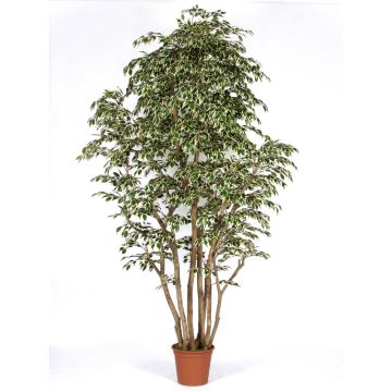 Künstlicher Ficus Benjamini MIMITIGO, Echtstämme, grün-weiß, 200cm - Made in Italy