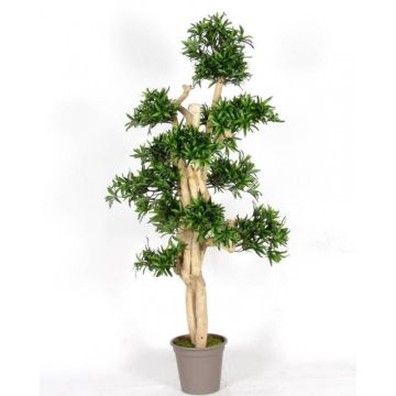 Deko Podocarpus MIRANA, Naturstamm, grün, 180cm - Made in Italy