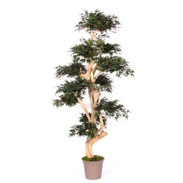 Dekobaum Japanischer Ahorn SLAWIK, Echtstamm, grün, 150cm - Made in Italy