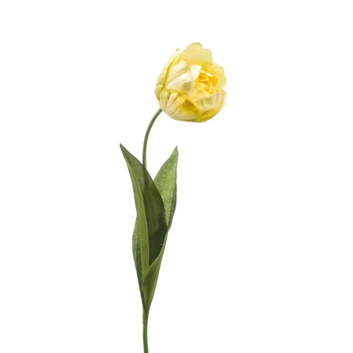 Tulpen