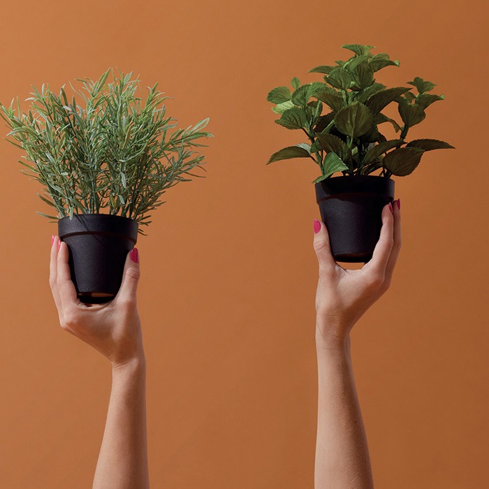 Emerald potted plants