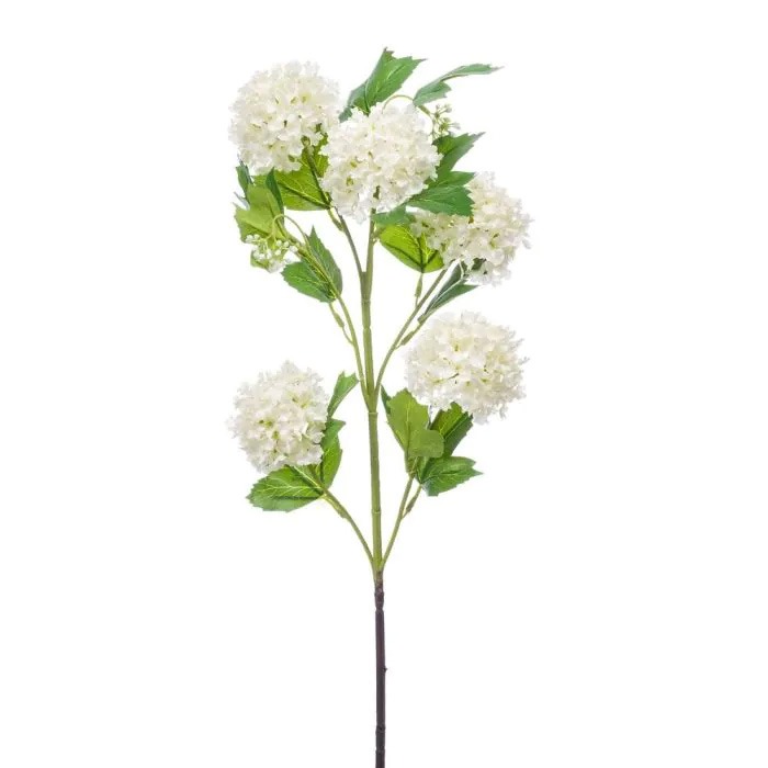 Snowball / Viburnum