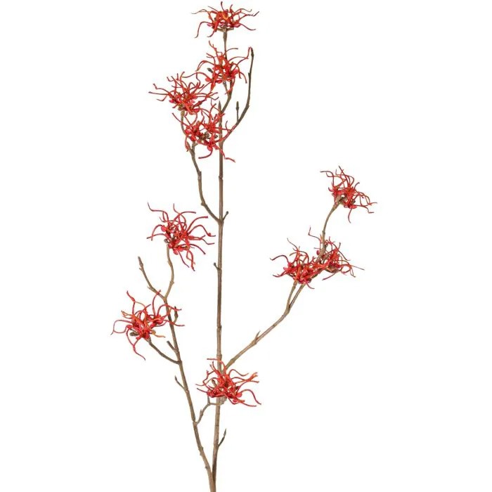 Hamamelis / Amamelide