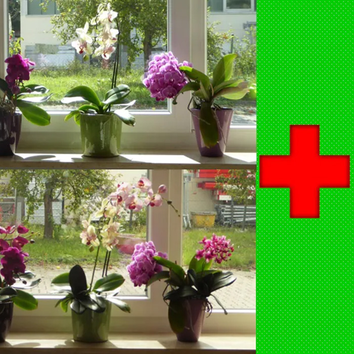 Erste Hilfe für Orchideen – DIY